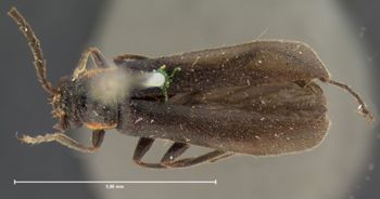 Media type: image; Entomology 33905   Aspect: habitus dorsal view